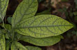 Southern spicebush <BR>Pondberry